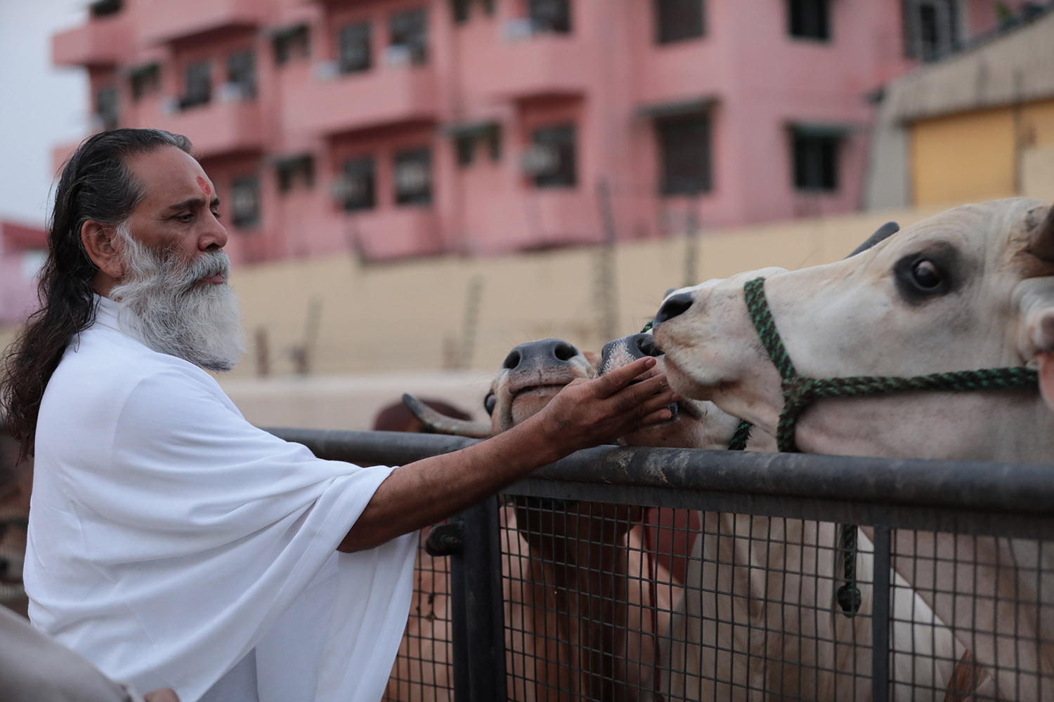Rescue & Rehabilitation