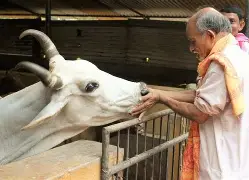 Gau Seva